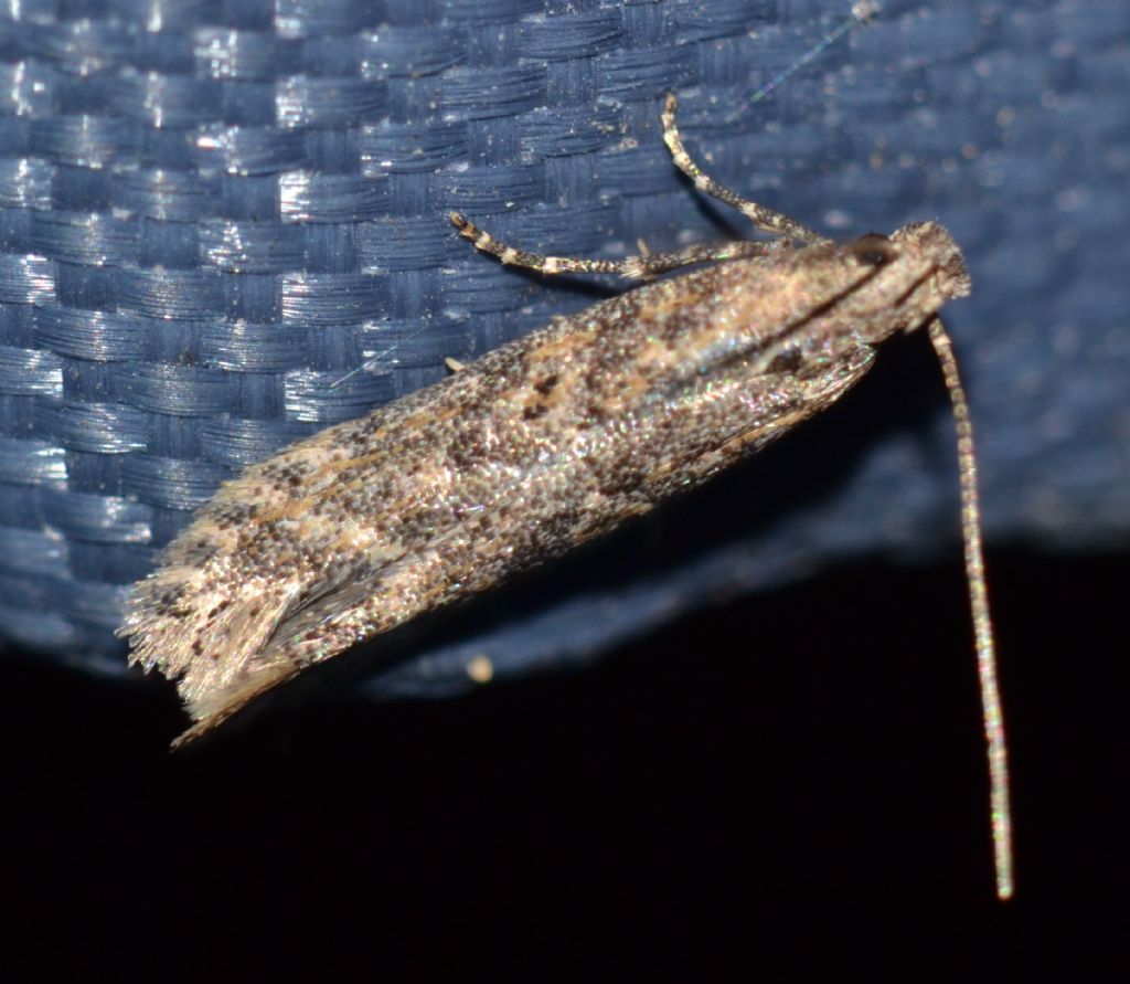 Lepidottero da identificare (150)